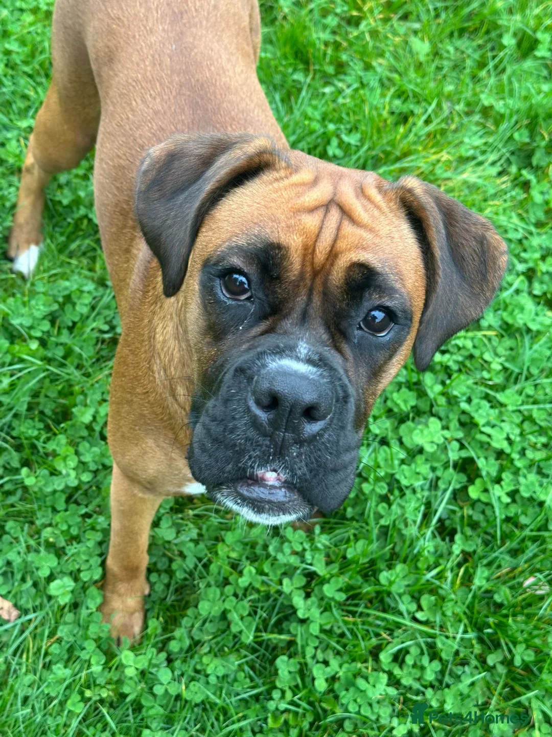 Boxer dogs for sale: 9 Beautiful Boxer Puppies - Advert 10