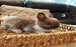 Netherland Dwarf rabbits for sale: 5 Adorable Netherland Dwarf Bunnies - Image 8