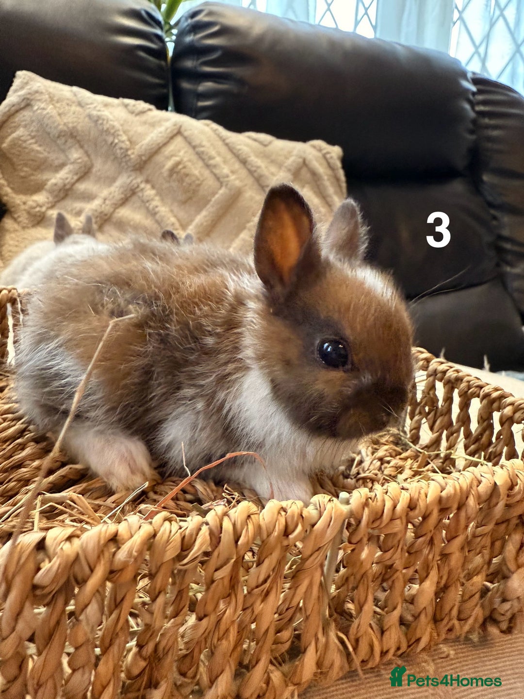 Netherland Dwarf rabbits for sale: 5 Adorable Netherland Dwarf Bunnies - Image 8