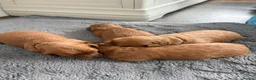 Cavapoo dogs for sale: Beautiful F1B Red Cavapoo Puppies in Newcastle upon Tyne - Advert 2