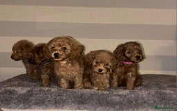 Miniature Poodle dogs for sale: Gorgeous apricot miniature poodle puppies - Image 2