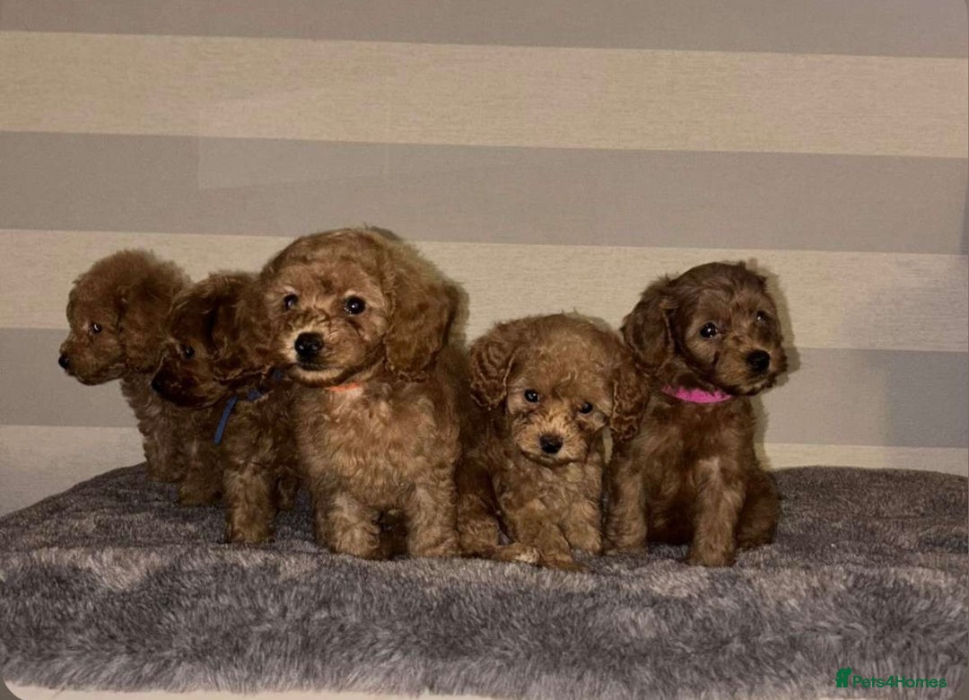 Miniature Poodle dogs for sale: Gorgeous apricot miniature poodle puppies - Image 2