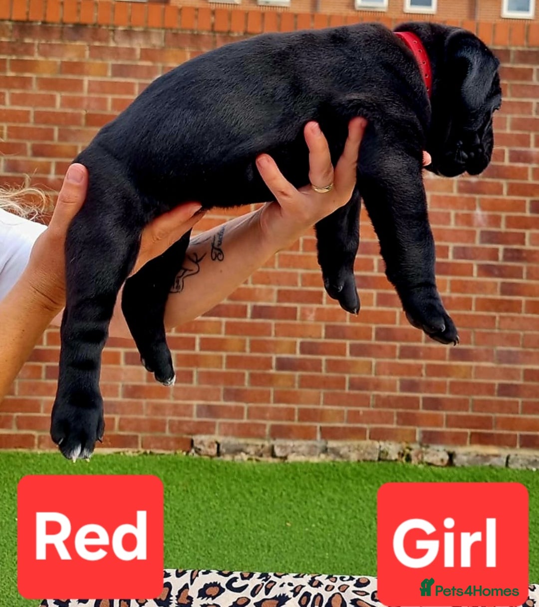 Cane Corso dogs for sale: Pedigree Cane Corso Puppies  - Image 12