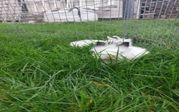 Lionhead rabbits for sale: Lionhead fluffy bunnies  - Image 2