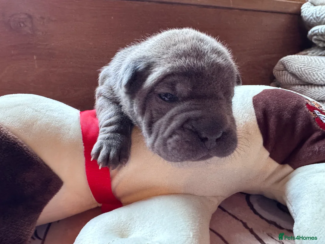 Shar Pei dogs for sale: Stunning Bullpei Puppies (Sharpei/English Bulldog) - Advert 36