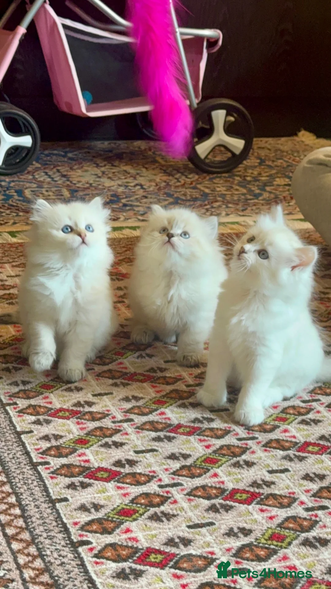 Siberian cats for sale: Siberian Neva Masquerade kittens with blue eyes in Stockport - Advert 1