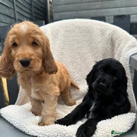 Cocker Spaniel dogs - Advert 14