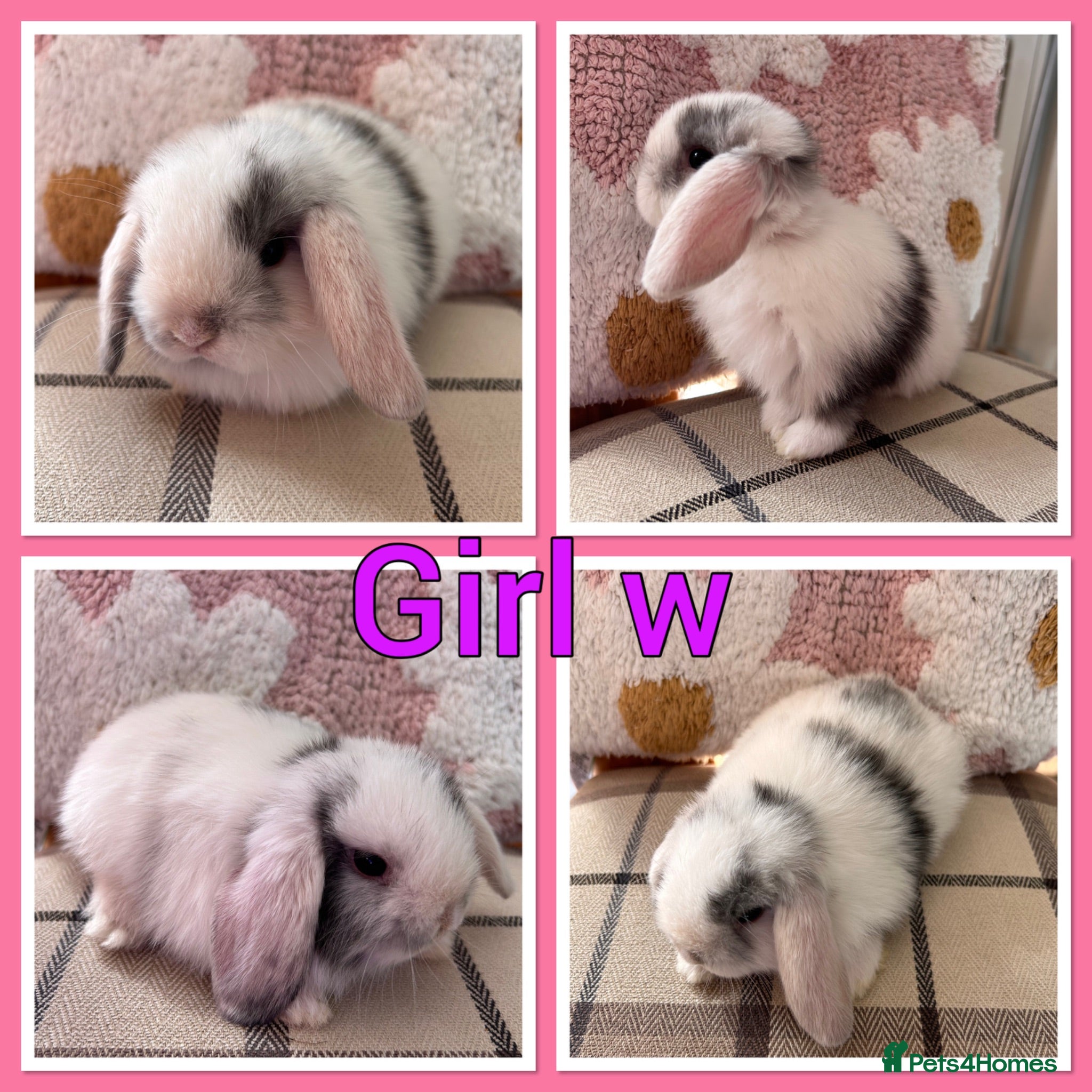 Mini Lop rabbits Pure Mini Lop babies  - Advert 1