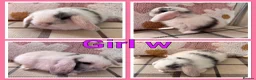 Mini Lop rabbits for sale: Pure Mini Lop babies  - Advert 1