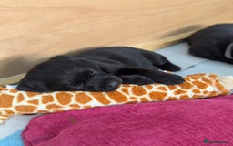 Labrador Retriever dogs for sale: 9 beautiful KC registered pedigree black lab pups - Image 4