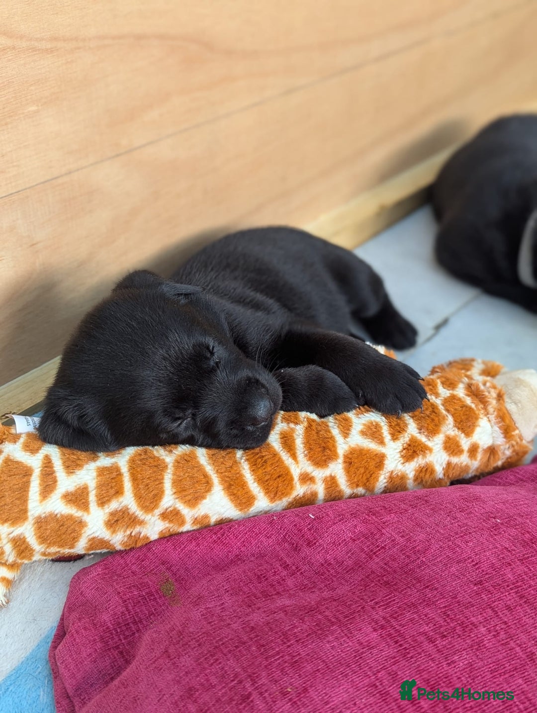 Labrador Retriever dogs for sale: 9 beautiful KC registered pedigree black lab pups - Image 4