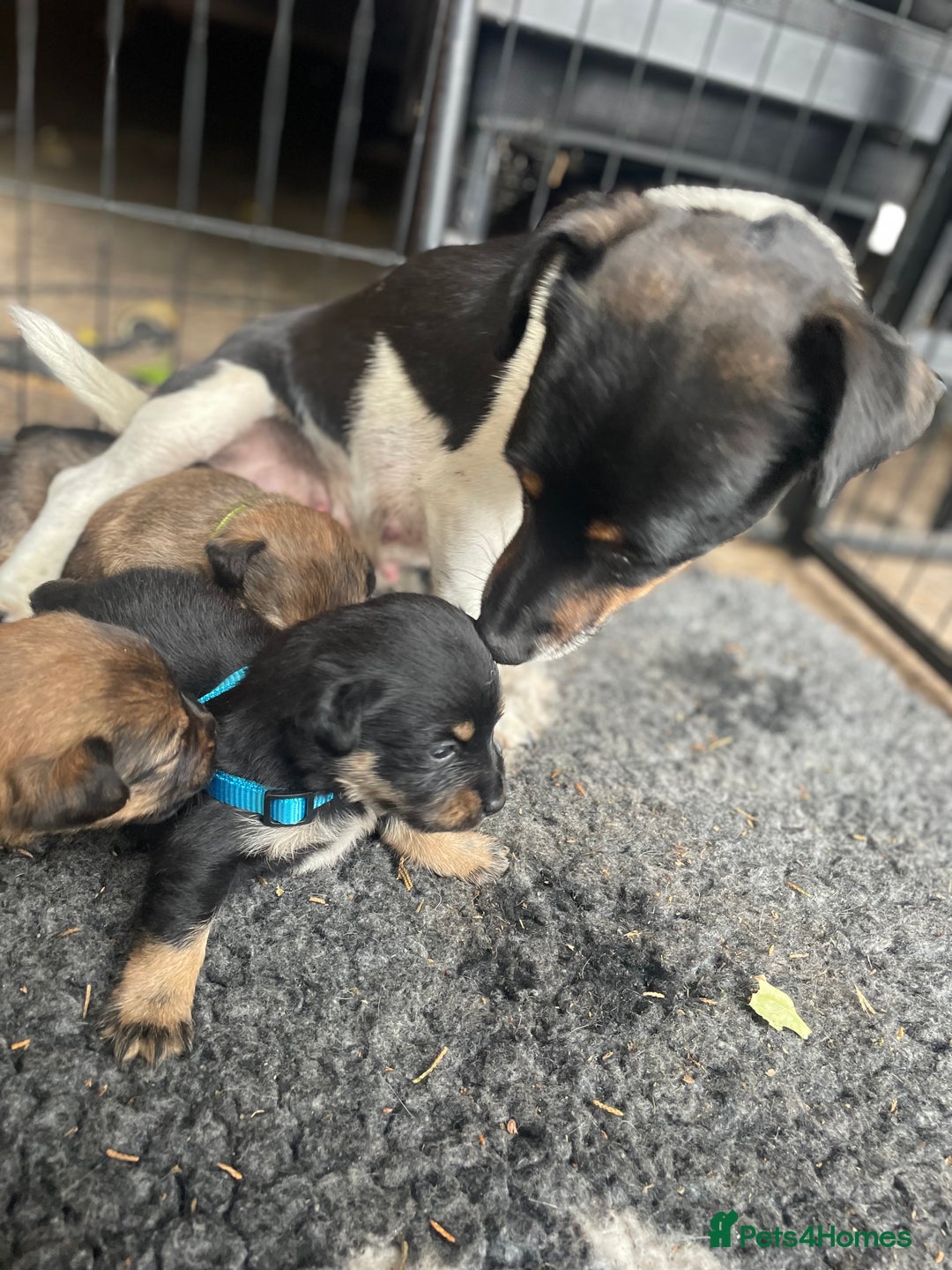 Jack Russell dogs for sale: Working Miniature Jack Russell's - Image 11