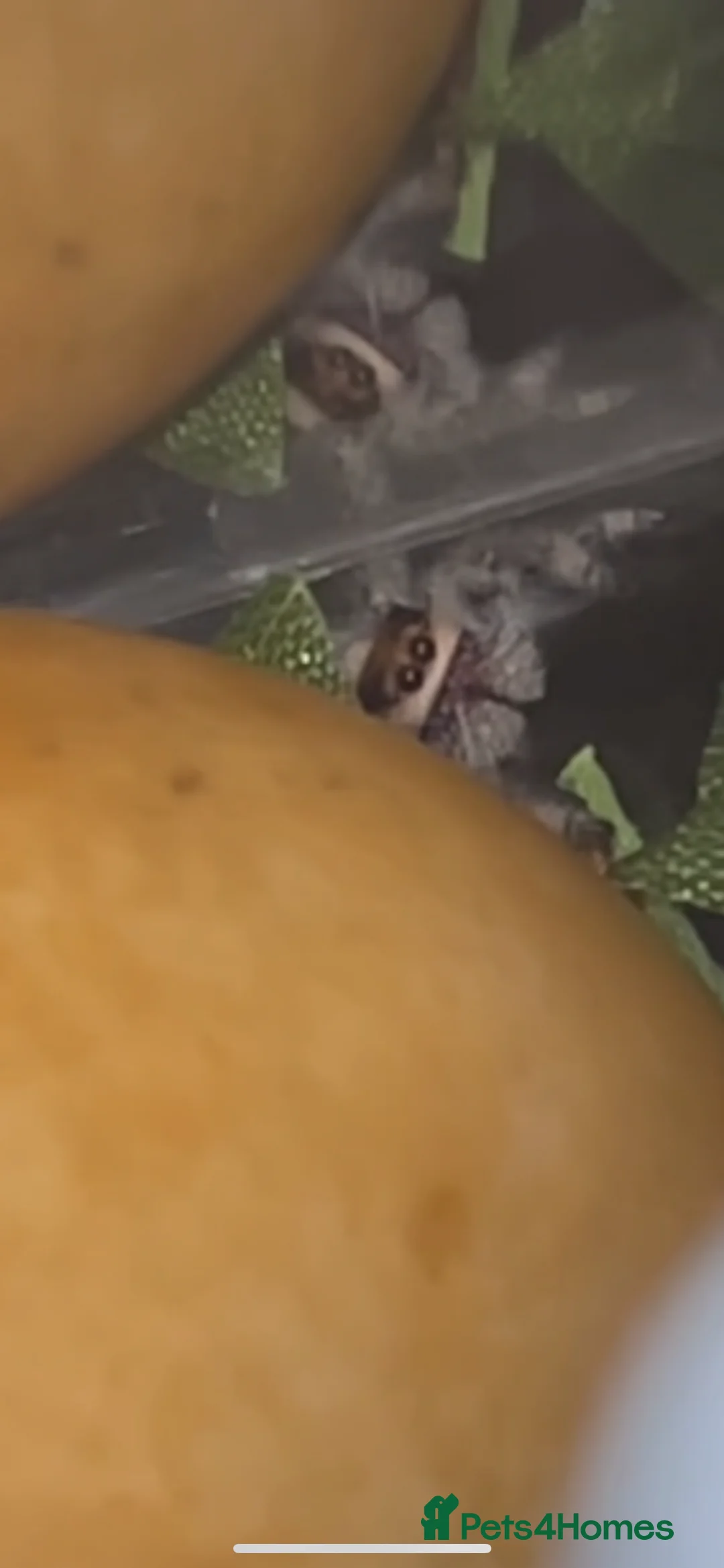 Spiders invertebrates for sale: Regal Jumping Spiders - Advert 2