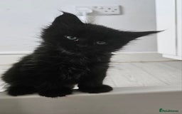 Maine Coon cats for sale: Pedigree maine coon kittens (possible delivery) - Image 2