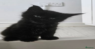 Maine Coon cats - Advert 1