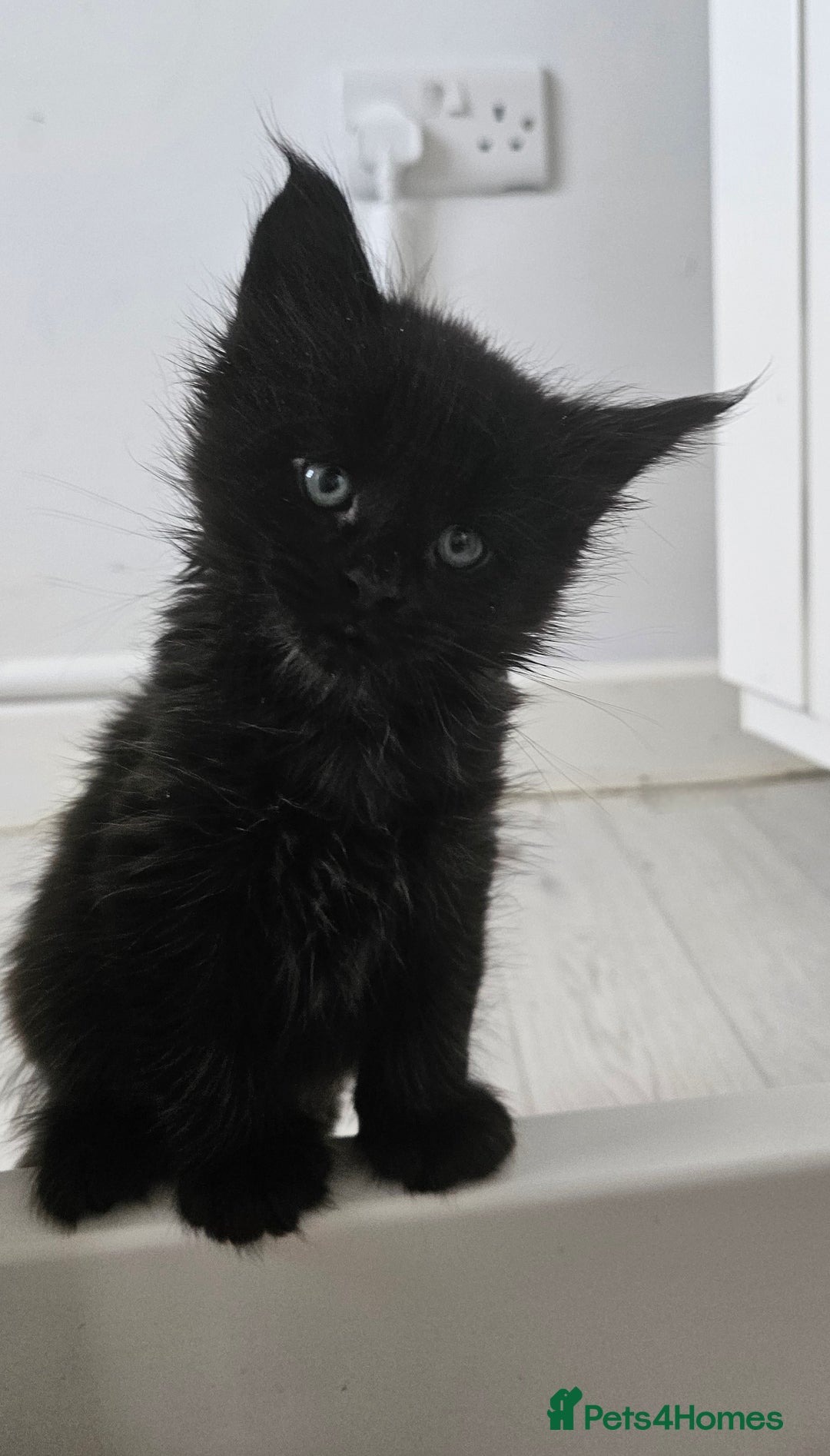 Maine Coon cats for sale: Pedigree maine coon kittens (possible delivery) - Image 2