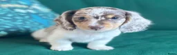 Miniature Dachshund dogs for stud: Kinder piebald miniature dachshund stud kc in Blackburn - Advert 20
