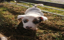 Bearded Collie dogs for sale: Beautiful blue merle border collie pups! - Image 7