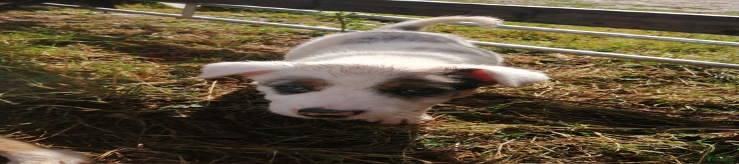 Collie Puppy 5