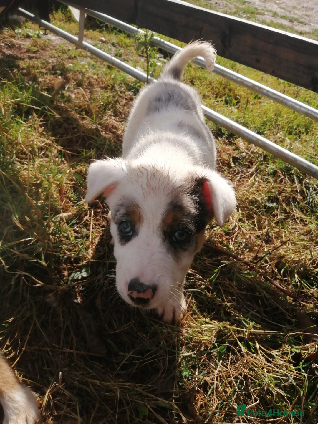 Bearded Collie dogs for sale: Beautiful blue merle border collie pups! - Image 7