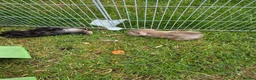 Guinea Pig rodents for sale: Guinea pigs for sale - Advert 3