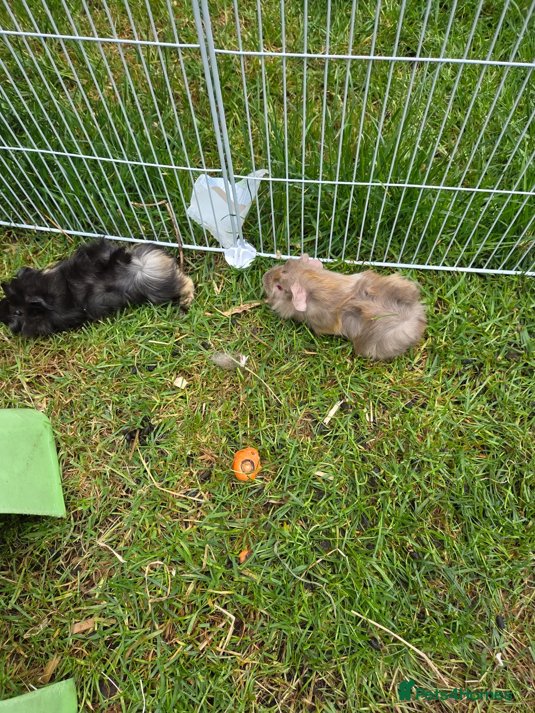 Guinea Pig rodents for sale: Guinea pigs for sale - Advert 3
