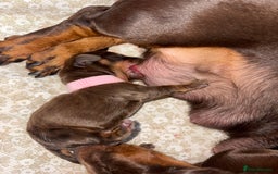 Miniature Dachshund dogs for sale: Miniature dachshund pups for sale 2 boys 1 girl  - Image 27