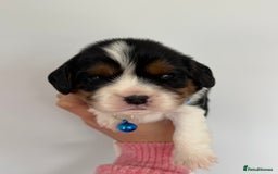 Cavalier King Charles Spaniel dogs for sale: Health tested cavalier King Charles  - Image 11