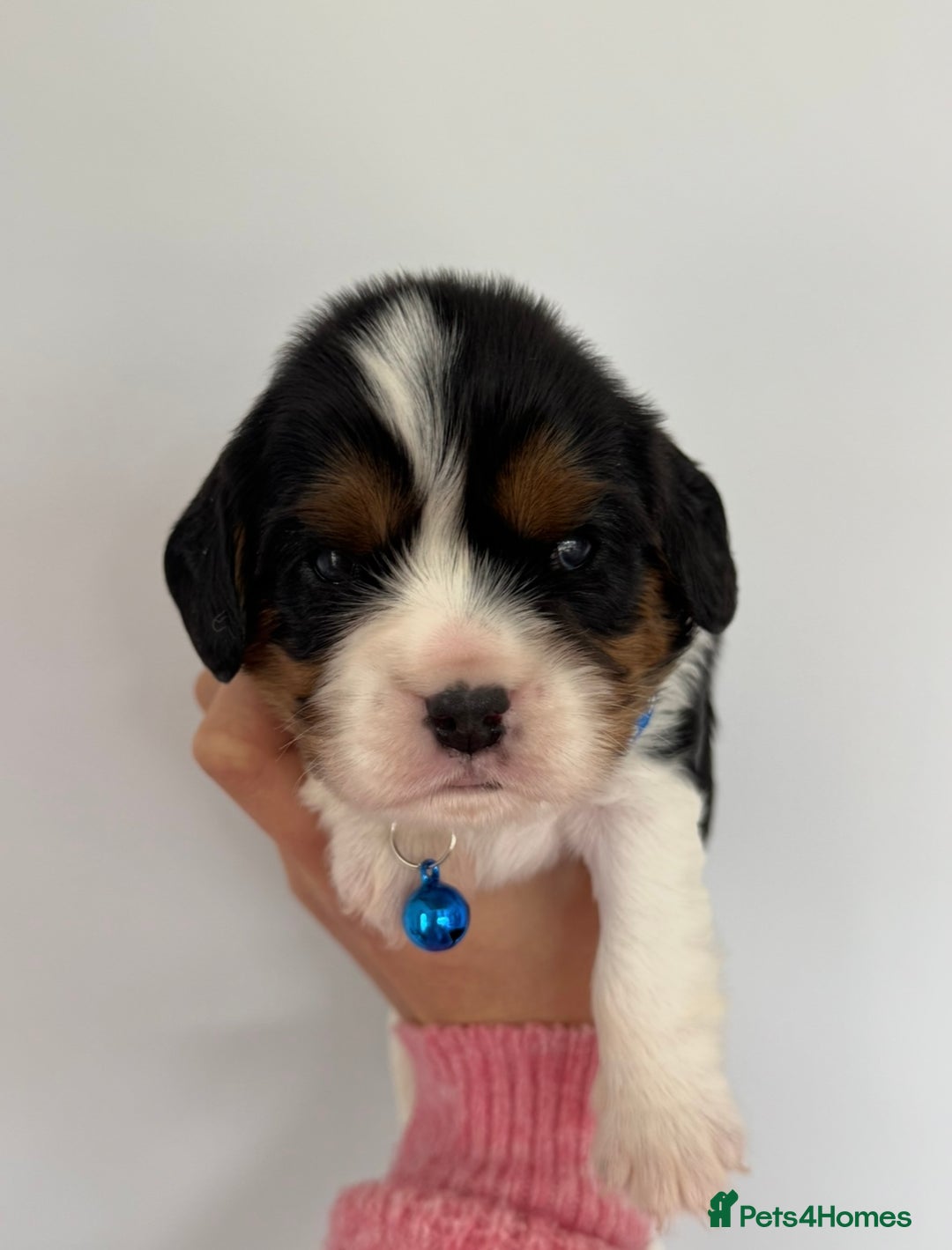 Cavalier King Charles Spaniel dogs for sale: Health tested cavalier King Charles  - Image 11
