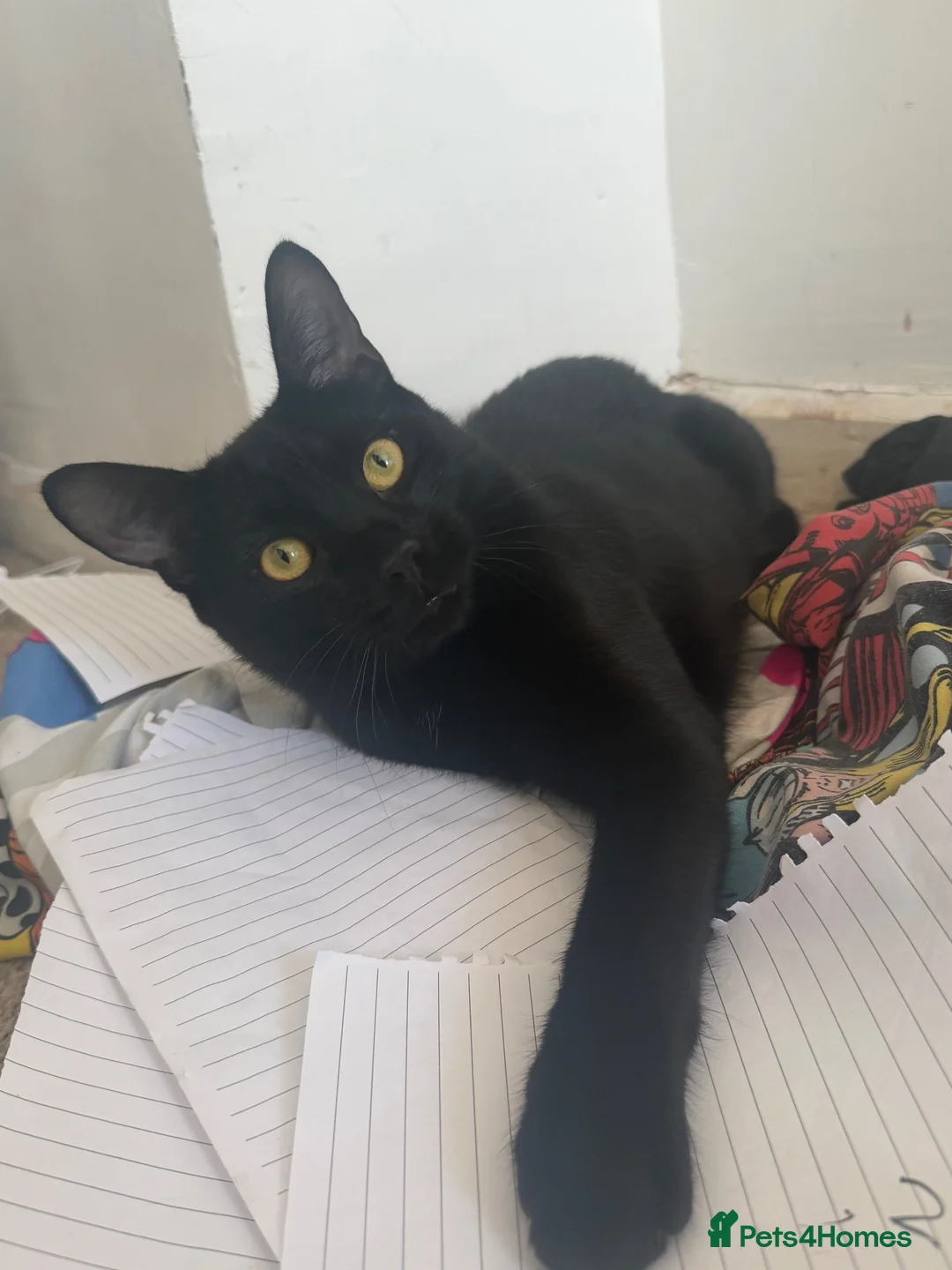 Domestic Shorthair cats for sale: 🐱 Loving kitten Looking for a New Home 🏡 in Dagenham - Advert 3