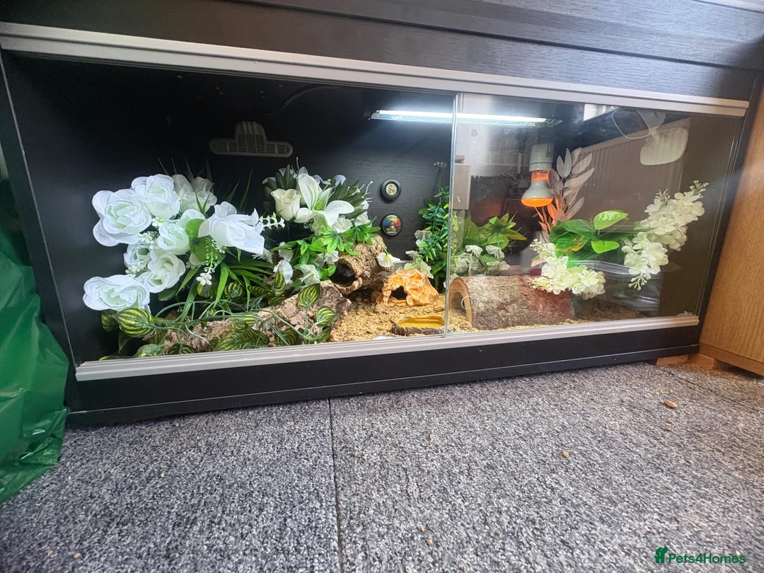 Leopard Gecko reptiles for sale: Hypo leopard gecko (Ziggy)  in Preston - Advert 8