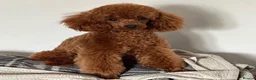 Cavapoochon dogs for sale: Beautiful Cavapoochon Puppies - Ready Now  - Advert 6