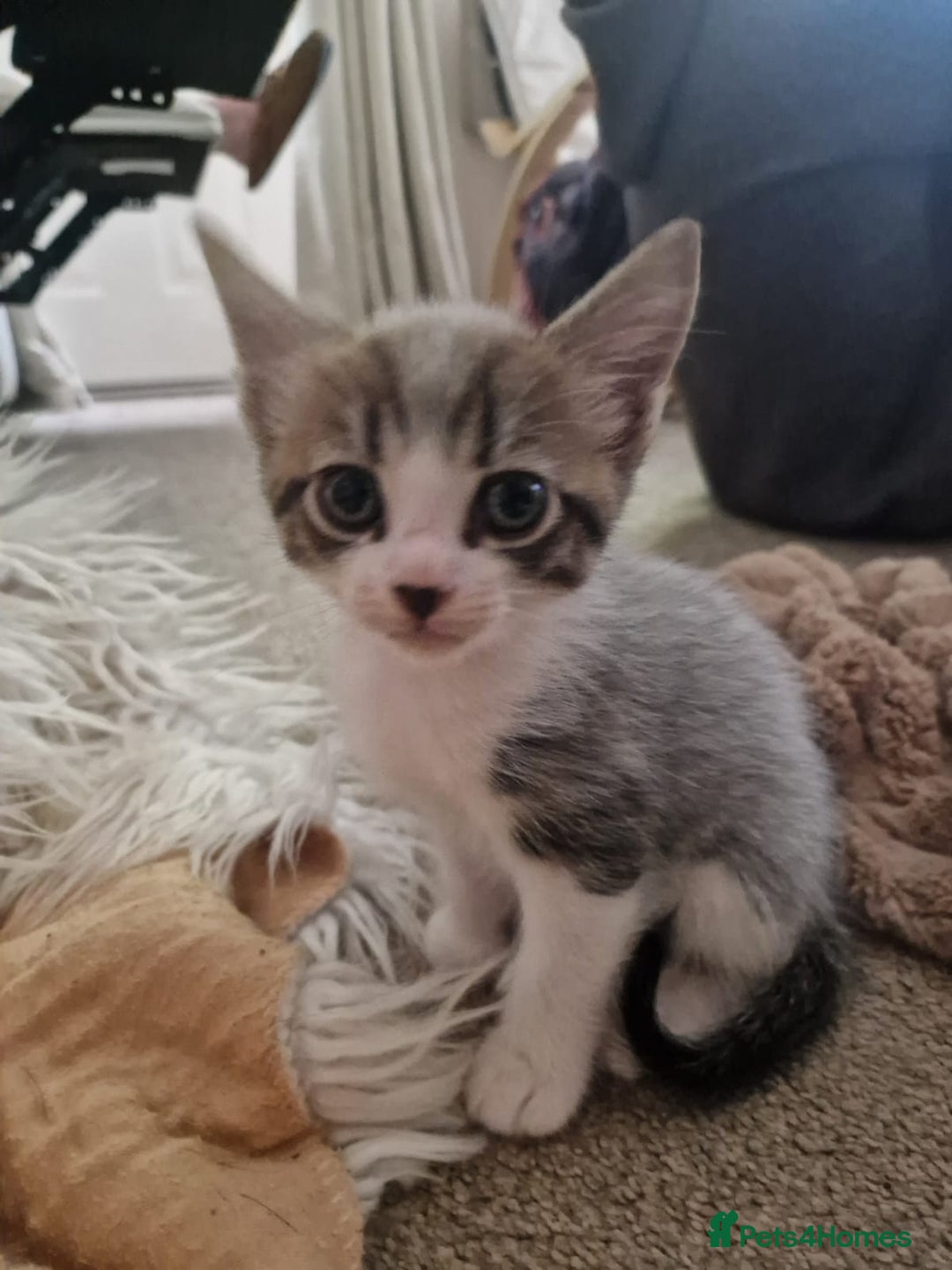 Ragdoll cats for sale: Kittens - Image 3
