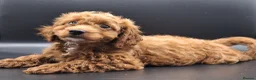 Cavapoo dogs for sale: Stunning Micro Asian Poodle x Cavapoo F1B puppies - Advert 10