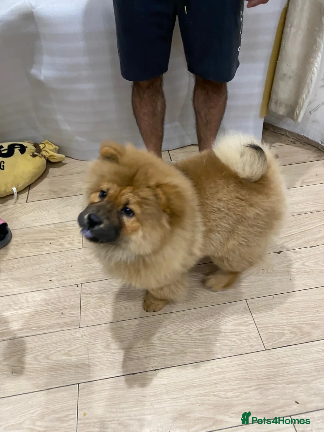 Chow Chow dogs for sale: Chow chow - Advert 3