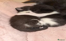 Domestic Shorthair cats for sale: 3 gorgeous kittens 6 weeks old atm - Image 7