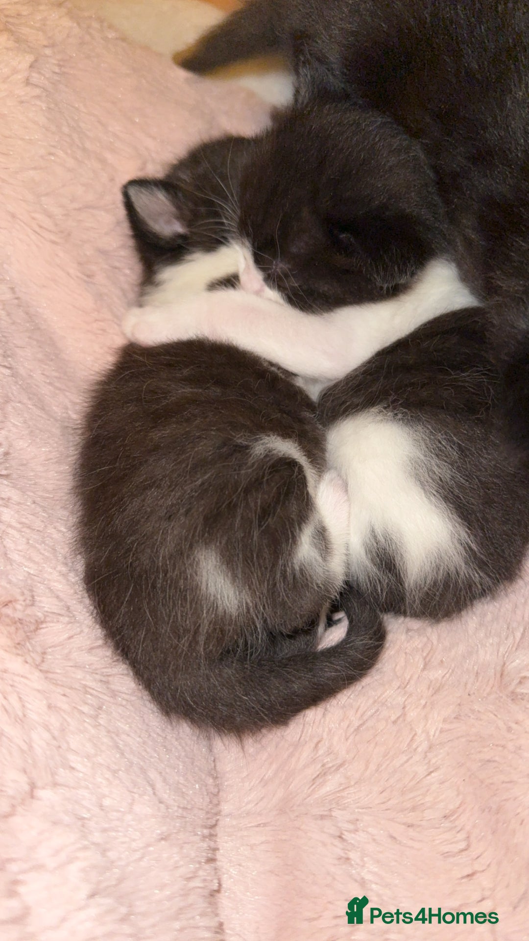 Domestic Shorthair cats for sale: 3 gorgeous kittens 6 weeks old atm - Image 7