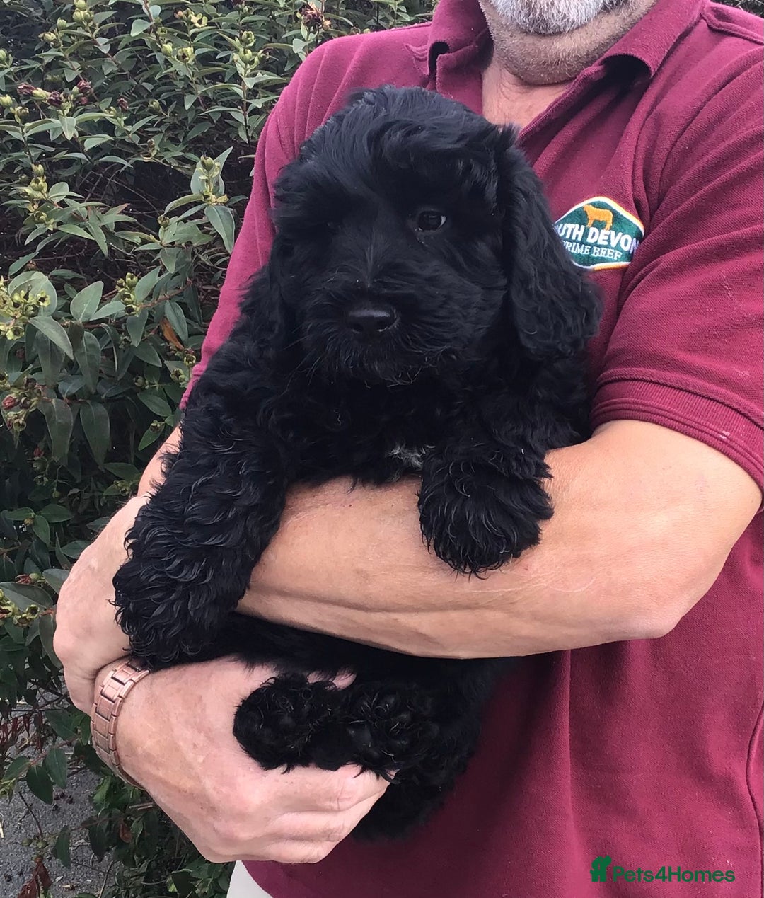 Standard Poodle Newfiedoodle Puppies For Sale Newfiedoodles For