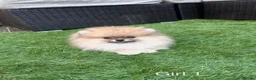 Pomeranian dogs for sale: Pure Teddy🐻Tiny🐾Outstanding 🏆 - Advert 15