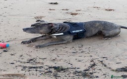 Staffordshire Bull Terrier dogs for sale: Bailey,nearly 5 years old SBT - Image 5