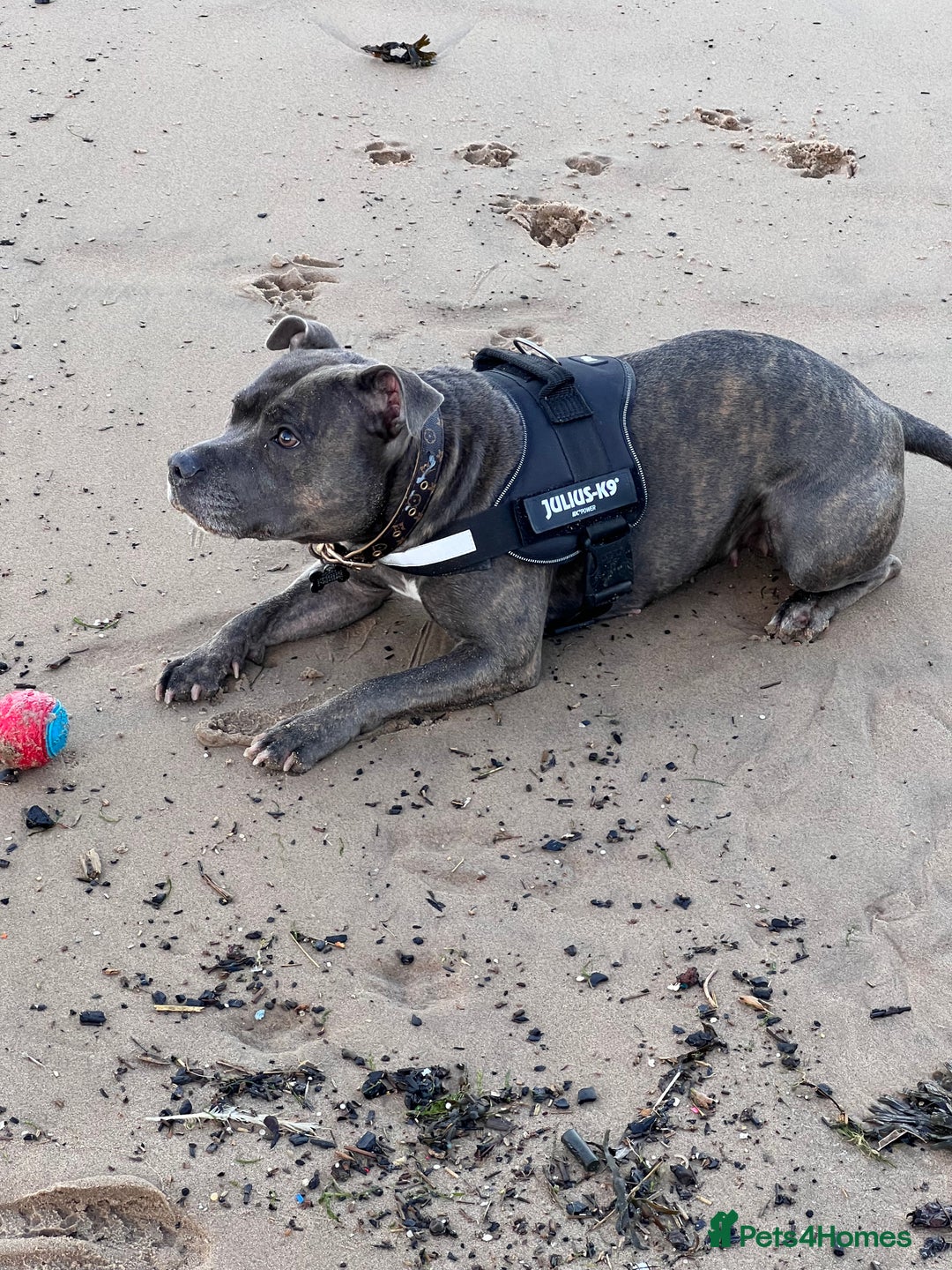Staffordshire Bull Terrier dogs for sale: Bailey,nearly 5 years old SBT - Image 5
