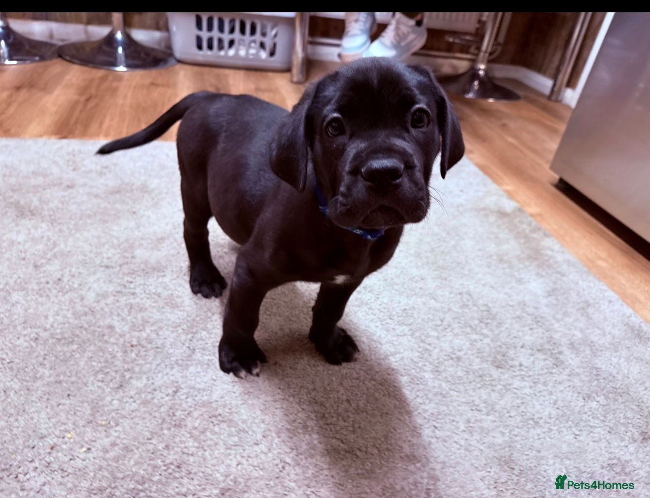 Cane Corso dogs Male cane corso - Advert 2