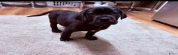 Cane Corso dogs for sale: Male cane corso - Advert 1