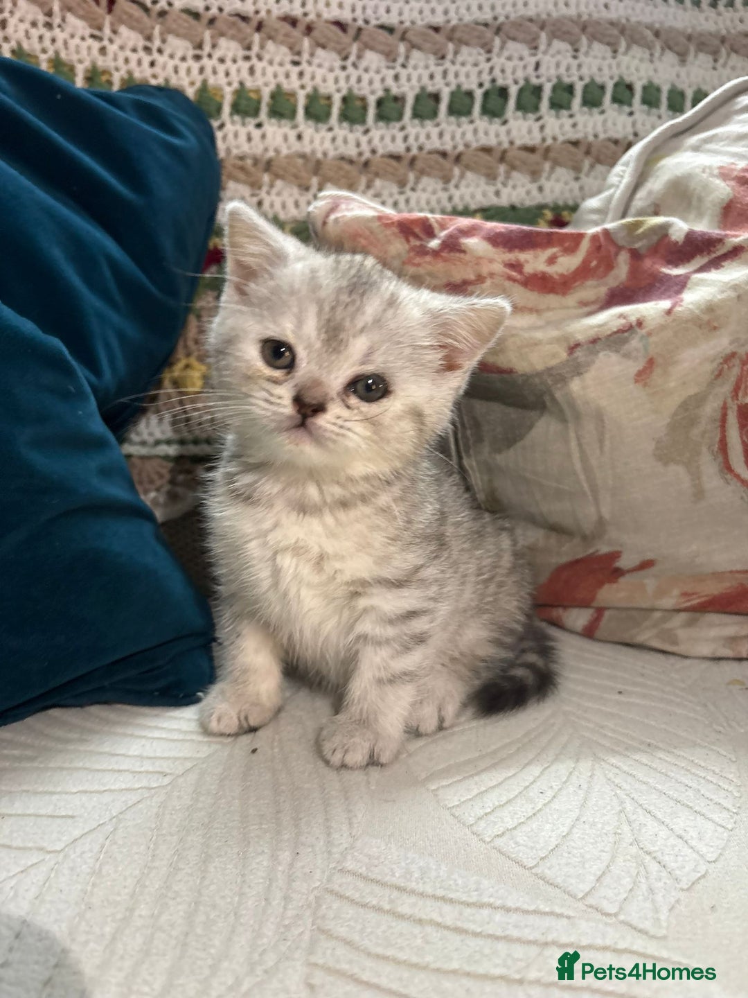 British Shorthair cats for sale: Gorgeous British shorthair kittens  - Advert 33