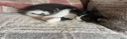 British Shorthair cats for sale: Female kitten - Advert 6