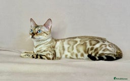 Bengal cats for sale: 🐾PUREBRED Active for breed Bengal girl🐾  - Image 3