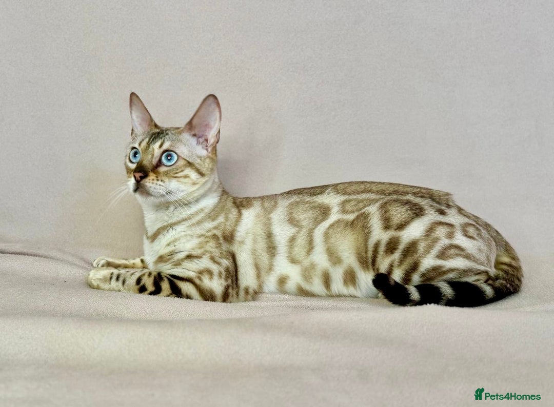 Bengal cats for sale: 🐾PUREBRED Active for breed Bengal girl🐾  - Image 3