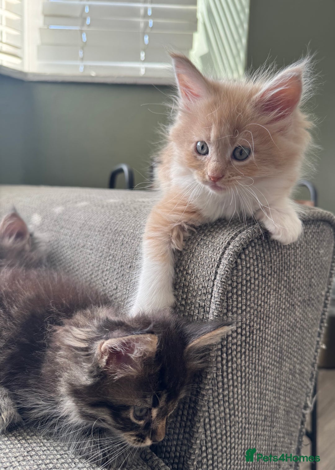 Maine Coon cats for sale: Xl Beautiful Mainecoon kittens for sale - Image 11