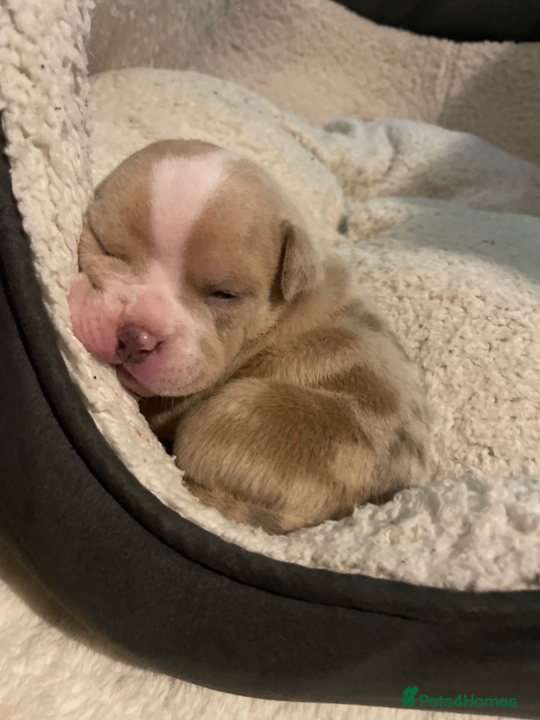 American Bully dogs for sale: American Pocket bully’s puppies  - Advert 18