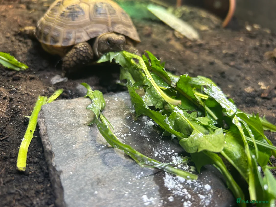 Tortoise reptiles for sale: Horsfield tortoise  - Advert 2